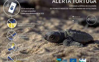 Si ves tortuguitas recién nacidas en la playa, llama al 112