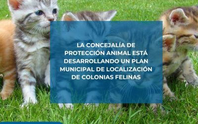 Torrevieja avanza en el control de colonias felinas con un Plan Municipal de localización y esterilización