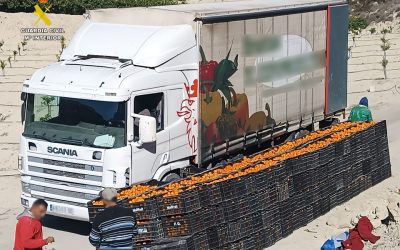 Desmantelada una trama de estafa en la compraventa de mandarinas en la Vega Baja