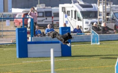 Éxito de participación y organización en las 5ª y 6ª Pruebas RFEC de la Liga de Levante y Open de Agility