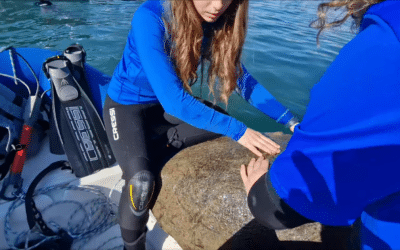 Rescatada una tortuga marina en el puerto de Torrevieja tras dos meses atrapada