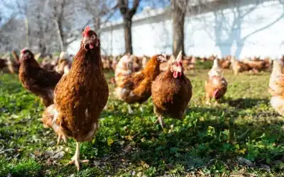 Torrevieja adjudica a Adda Ops el control de las gallinas tras meses de espera