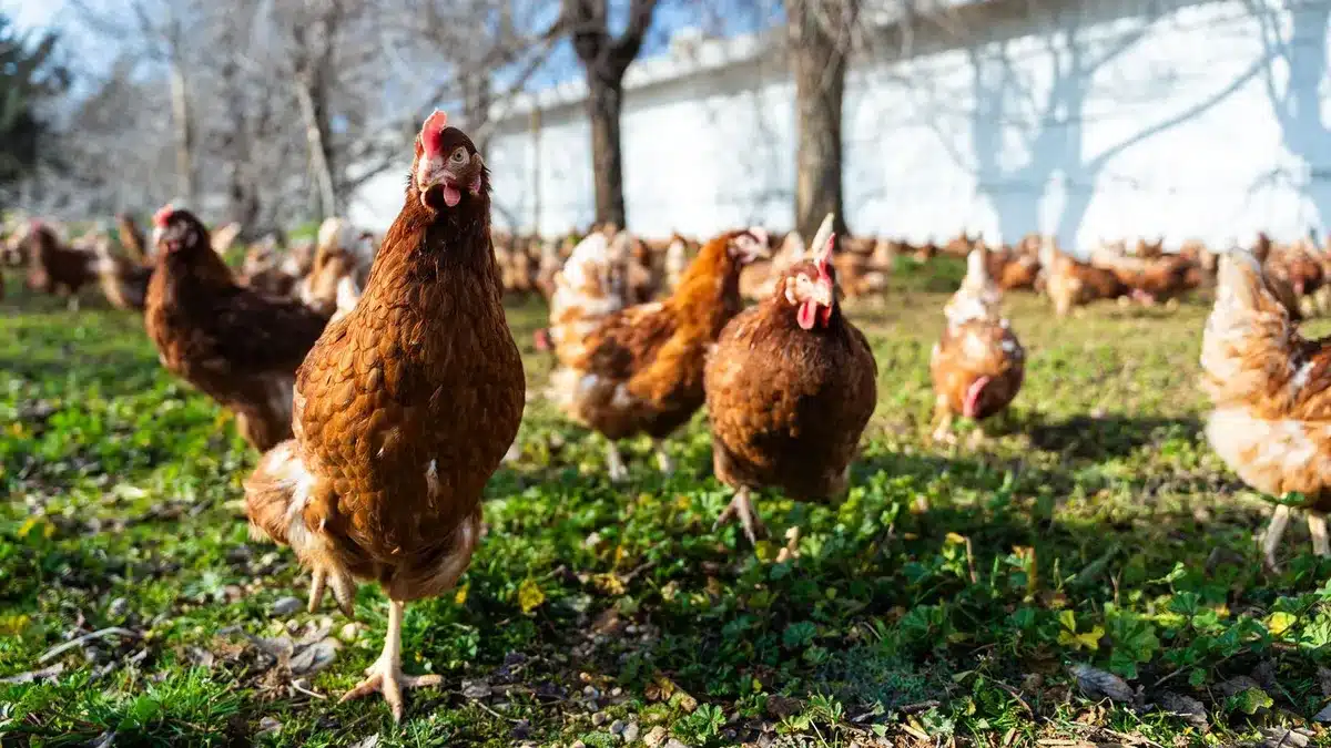 Torrevieja adjudica a Adda Ops el control de gallinas tras meses de espera